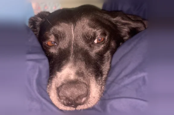 Lost dog, Flat Branch Road, 814, Ellijay - female, white spotted feet, white around nose - photo