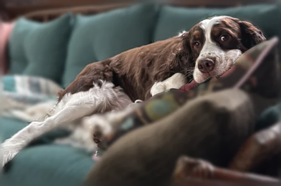 Lost dog, Curtis, Seattle - female springer spaniel - photo
