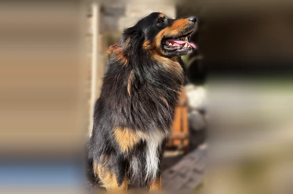 Chien perdu mâle, Place du Bachat, 52, Soleymieux, Saint-Georges-Haute-Ville - très gentil et sociable - photo