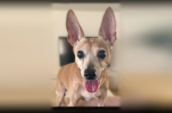 Missing dog Honolulu, photo: Lost dog, Ke’eaumoku Street, 1882, Honolulu - small tan senior Chihuahua mix with large upright ears
