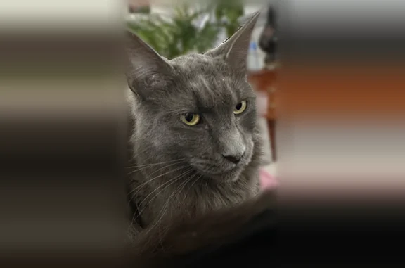 Chat perdu femelle, Boulevard du Président Carnot, 96, Agen - grise, queue longue - photo
