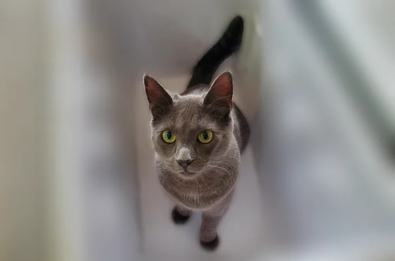 Lost pets Turlock, photo: Lost cat, Carrigan Street, 2005, Turlock - male, gray coat, green eyes