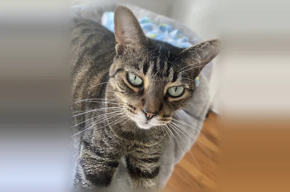 Lost cat, Crosshill Boulevard, Jacksonville - female tabby with bright green eyes - photo