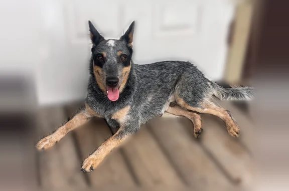 Lost dog, Wauchula Road, 4800, Ona — blue heeler, black raccoon mask - photo
