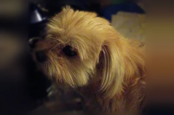 Missing dog Orlando, photo: Lost dog, Victoria Avenue, 4846, Sarasota - male