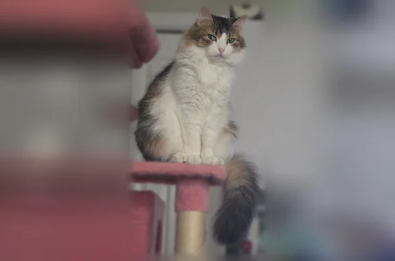 Lost cat, Michigan Avenue, 2719, St. Louis - female, dark spot on back right paw - photo