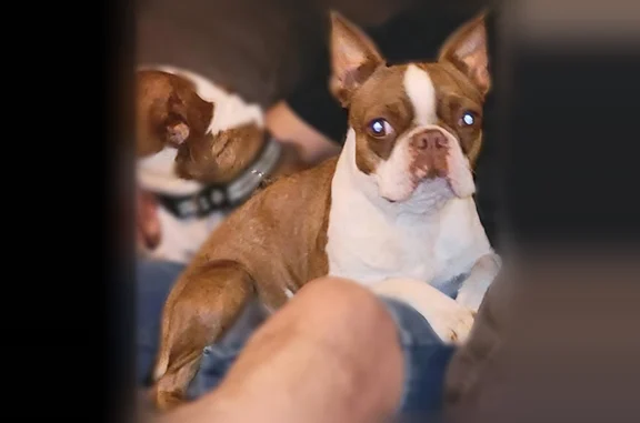 Lost dog, East County Road 129, 885, Midland - red & white Boston Terrier, microchipped - photo
