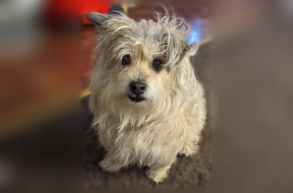Lost dog, Camanche Lane, 515, Stockton - male terrier, tan with darker patches - photo