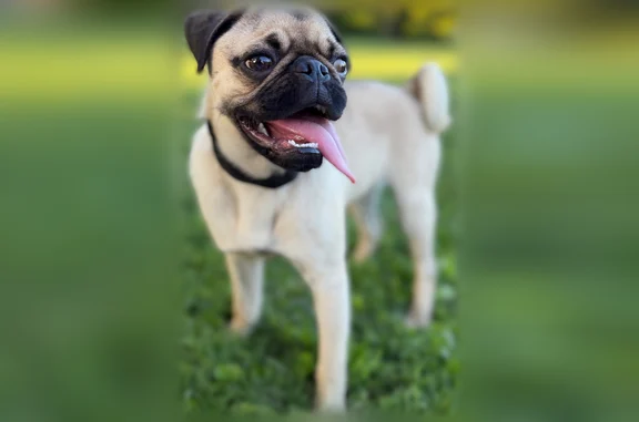 Missing dog Merced, photo: Lost dog, West 12th Street, 364, Merced - male