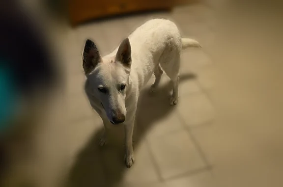 Lost dog, South Alessandro Street, Hemet - all white German shepherd - photo