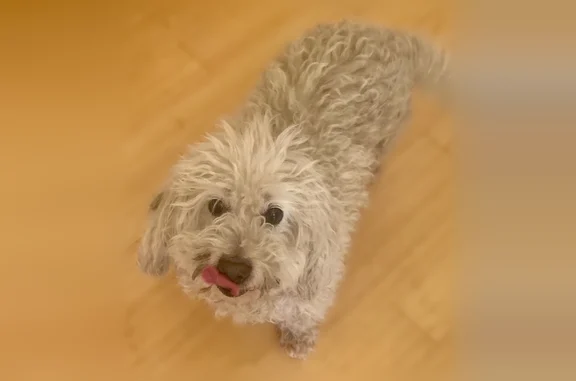 Lost dog, West Main Street, 345, Tustin - white poodle mix, no collar - photo