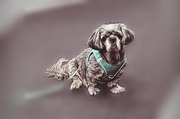 Lost dog, Park Lane, 8620, Dallas - male, mostly gray with a white face - photo