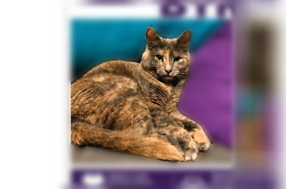 Lost cat, female, North Merion Way, 1757, Fayetteville — tortoiseshell coat - photo