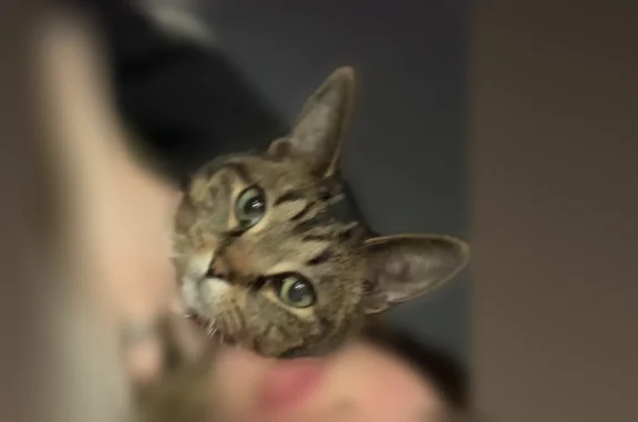 Lost cat, Ogden Avenue, 723, Toledo — female, tilted head, missing front teeth - photo