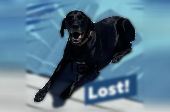 Missing dog North Platte, photo: Lost dog, Canal Road, 9611, North Platte - male German shorthair with orange collar