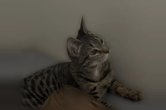 Lost cat, Greenfield Drive, 1029, Cheney - neutered indoor cat with a long hook-shaped tail - photo