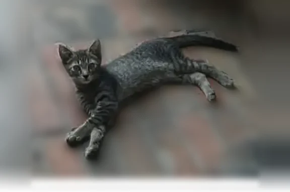 Found pets Irving, photo: Found cat, Midcrest Drive, 107, Irving - small grey and black striped kitten