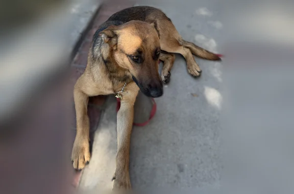 Found pets Bakersfield, photo: Found dog, Greenfield on 99 freeway that goes into Union Ave., Bakersfield - female German Shepherd