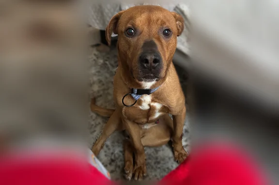 Missing dog Detroit, photo: Lost dog, Detroit, Michigan - reddish brown fur, black harness