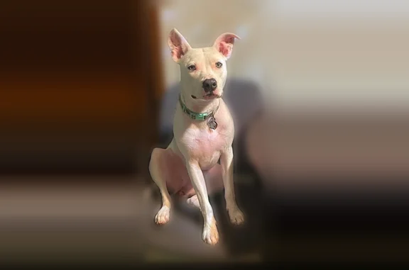 Missing dog Lithia Springs, photo: Lost dog, North Burnt Hickory Road, Atlanta - female, solid white, blue eyes