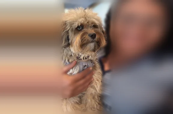 Missing dog Manassas, photo: Lost dog, female, Laurel Highlands Place, 9141, Manassas - purple harness, purple collar