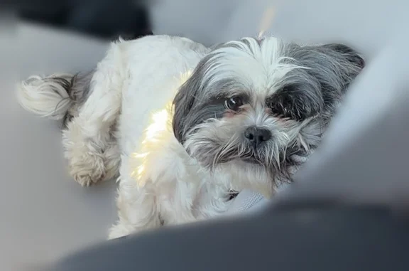 Missing dog Round Rock, photo: Lost dog, Hamlet Cove, 3500, Round Rock - female Shih Tzu with a purple sunflower collar