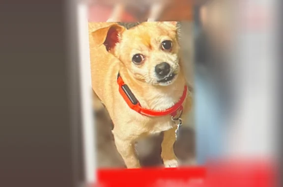 Lost dog, Kerrville Drive, 2816, Mesquite, Garland - small male beagle and hound mix - photo