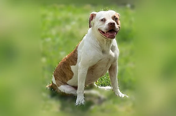Lost dog, East 23 Street, 8903, Kansas City - female - photo