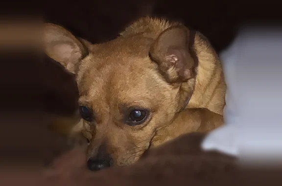 Lost dog, North Carolina 87, 3732, Elon - female chihuahua - photo