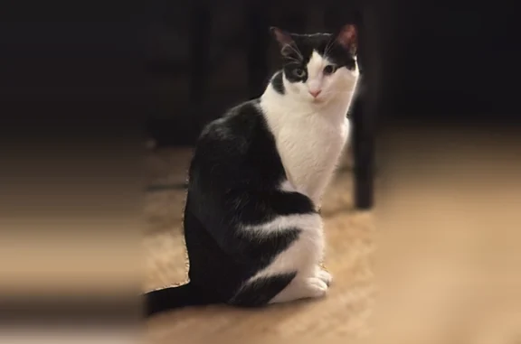 Lost cat, Reeve Road, 3200, Mattituck - male, black and white, red eye - photo