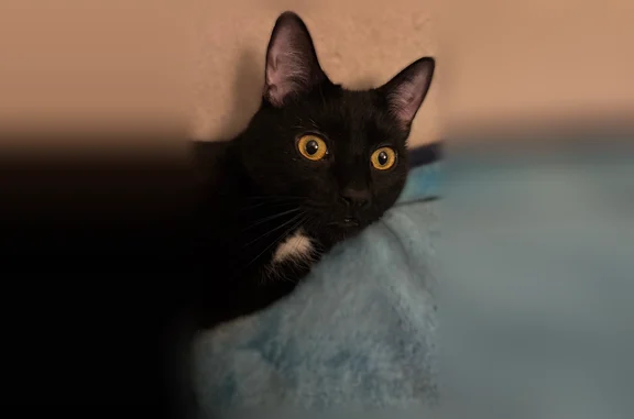 Lost cat, 56th Street, 637, Brooklyn — tuxedo, golden eyes - photo
