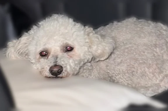 Lost dog, Cape May, New Jersey, Ocean Acres - male, white Bichon Frise, 8 years old, orange vibrating collar - photo