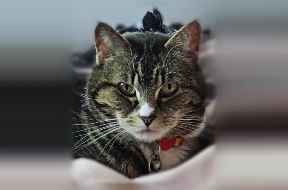 Lost cat, Seckel Street, 2998, Medford - female, spayed - photo