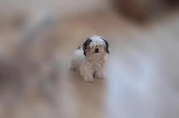 Missing dog Dallas, photo: Lost dog, Lubbock, Texas, Dallas — reward