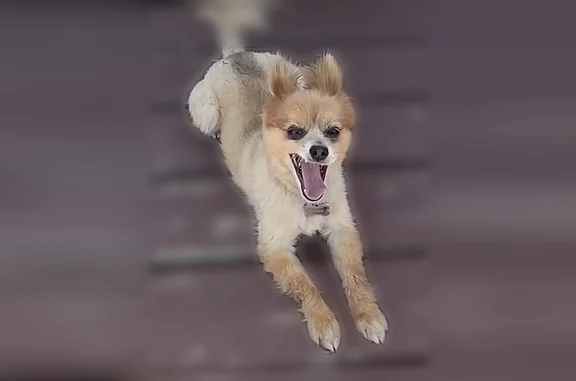 Missing dog Clayton, photo: Lost dog, Canadian Lane, 101, Clayton — female Pomeranian with a pink and white collar