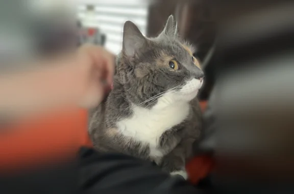 Lost cat, Kingbird Drive, 1417, Clarksville - female, green eyes - photo