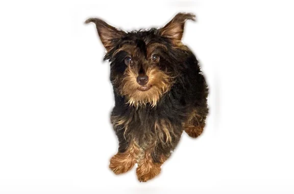 Missing dog Brooklyn Park, photo: Lost dog, Ewing Avenue North, 7960, Brooklyn Park - female Yorkshire Terrier with a pink collar