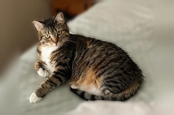 Brown and black tabby with pink toe beans and a white ruff, belly, paws, and goatee. Yellow eyes. Slightly heavy set. Vocal and sweet.