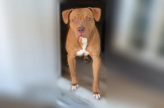 Lost dog, Holly Springs Drive West, 5483, Indianapolis - male, friendly - photo
