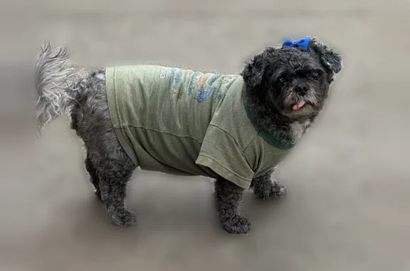 Missing dog Harrison, photo: Lost dog, West 125th Street, New York, Harrison - female, brindle, blue shirt with pink trimming