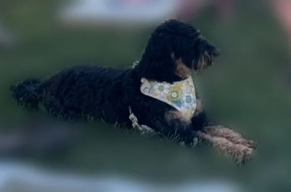 Lost dog, State Highway 1806, Watford City - female, black and brown Australian Doodle, white flowered harness - photo