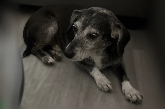 Found pets Las Vegas, photo: Found dog, Beesley Drive, 1835, Las Vegas, San Diego - male, medium, dark grey, not aggressive