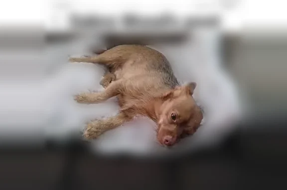 Lost dog, Country Heritage Drive, Ash Flat, Gardendale - male yorkie chihuahua mix with a brown collar - photo