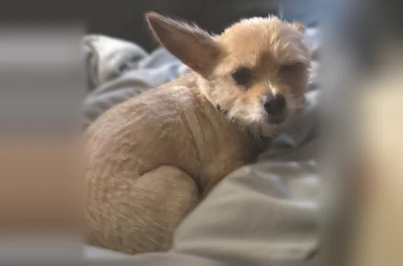Lost dog, female, South Saratoga Street, 109, Suffolk - pointed ears - photo
