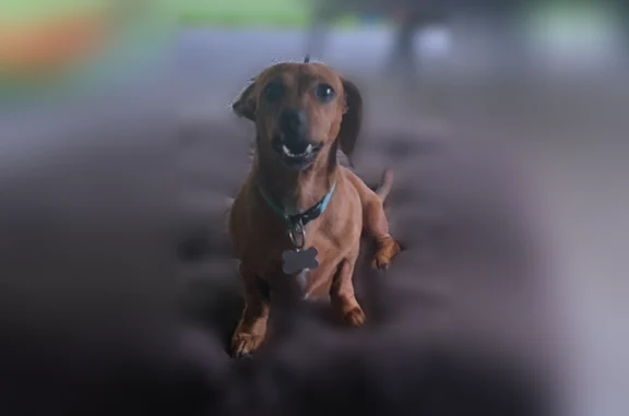 Missing dog Vancleave, photo: Lost dog, Seaman Road, 12418, Vancleave - female, brown Winnie dog, pink collar