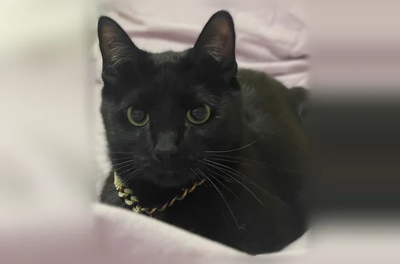 Lost pets Tucson, photo: Lost cat, East 5th Street, 2415, Tucson - male