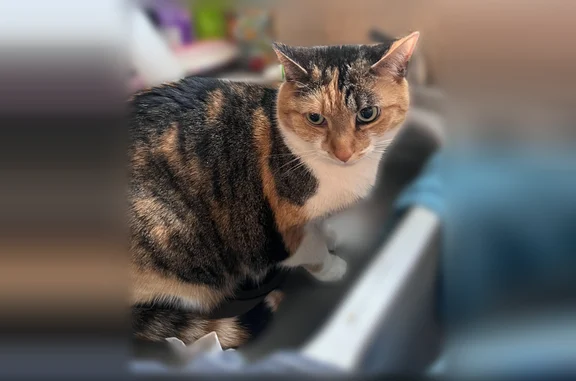 Lost cat, Surrey Trail, 1850, Sugarcreek Township, Bellbrook - female, black, orange and white - photo