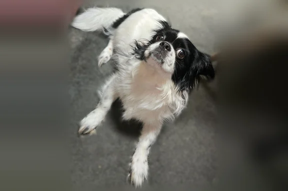 Lost dog, Colonial Village near Sugar bush circle, Savannah - small black and white Japanese chin - photo