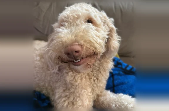 Missing dog Georgetown, photo: Lost dog, North Austin Avenue, 1003, Georgetown - female, leash still attached