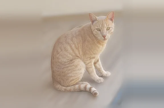 Chat perdu mâle, Lorgues, Provence-Alpes-Côte d'Azur - roux beige clair tigré, pucé - photo